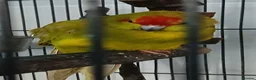 Parakeets birds for sale: Kakariki hens kakariki hens - Advert 15