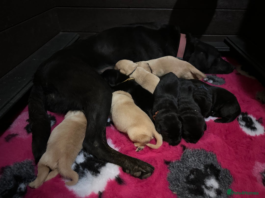 Labrador Retriever dogs for sale: Stunning KC Registered FoxRed/Black Labrador Pups  - Image 30