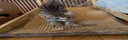 Savannah cats for sale: F4 Savannah Kitten’s African bloodline - Advert 12