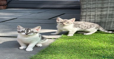 Mixed Breed cats - Advert 15