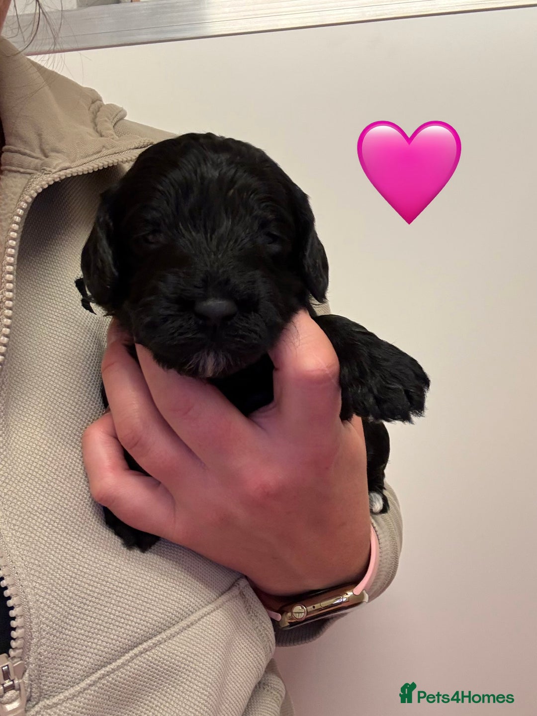 Sproodle dogs for sale: F2b Sproodle Puppies 2 boys and 1 girl remaining - Advert 19