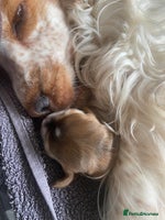 Cocker Spaniel dogs - Advert 8