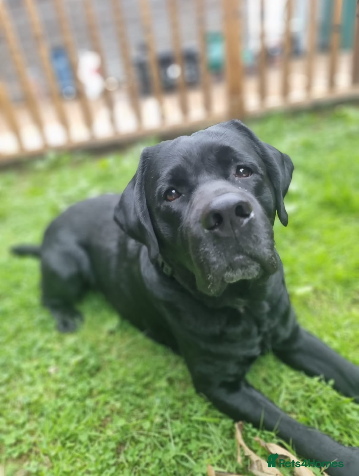 Labrador Retriever dogs Proven Fully DNA Tested for Stud in Harlow - Advert 10