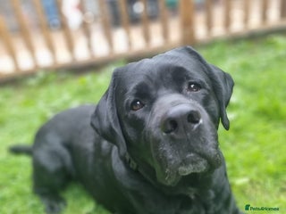 Labrador Retriever dogs Proven Fully DNA Tested for Stud in Harlow - Advert 1