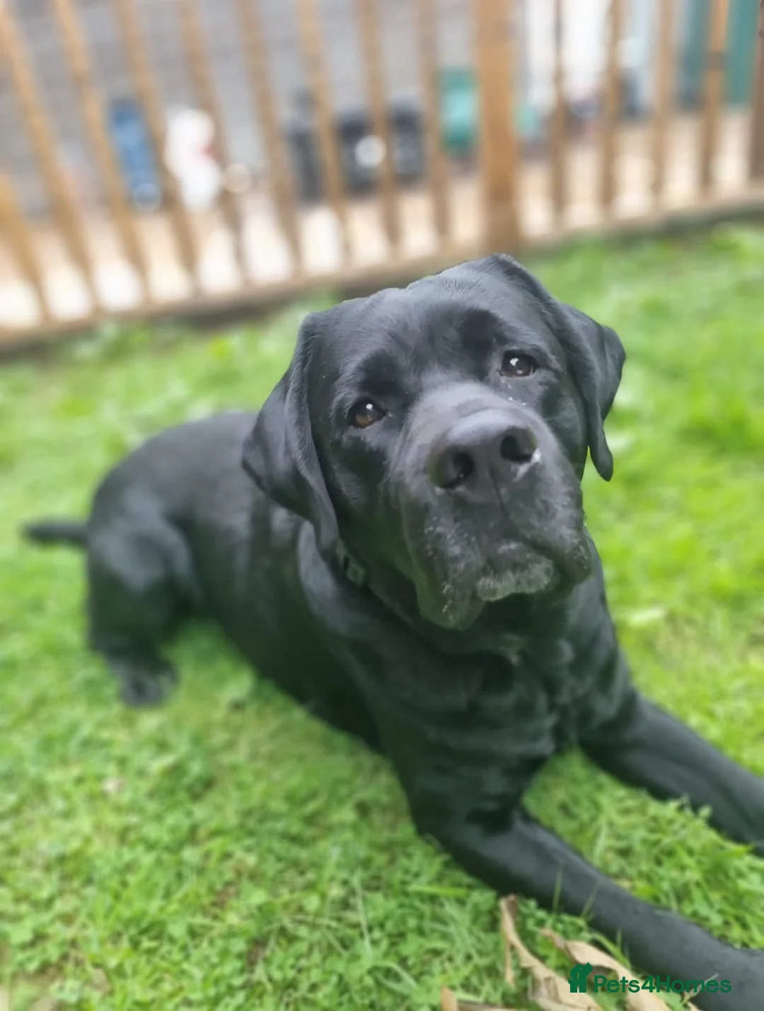 Labrador Retriever dogs for stud: Proven Fully DNA Tested for Stud in Harlow - Advert 1