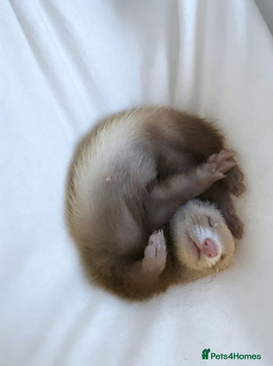 Ferret rodents Ferret kitts  - Advert 2
