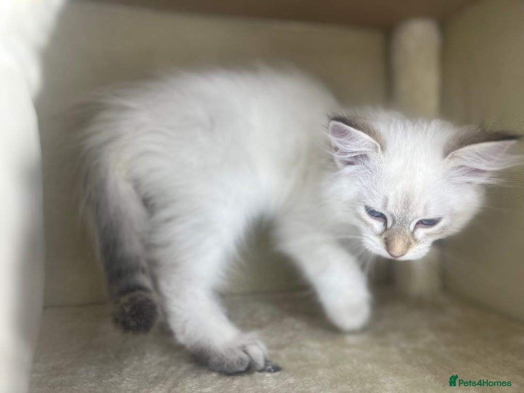 Siberian cats for sale: Hypoallergenic Female Siberian Blue eyes Neva - Advert 33