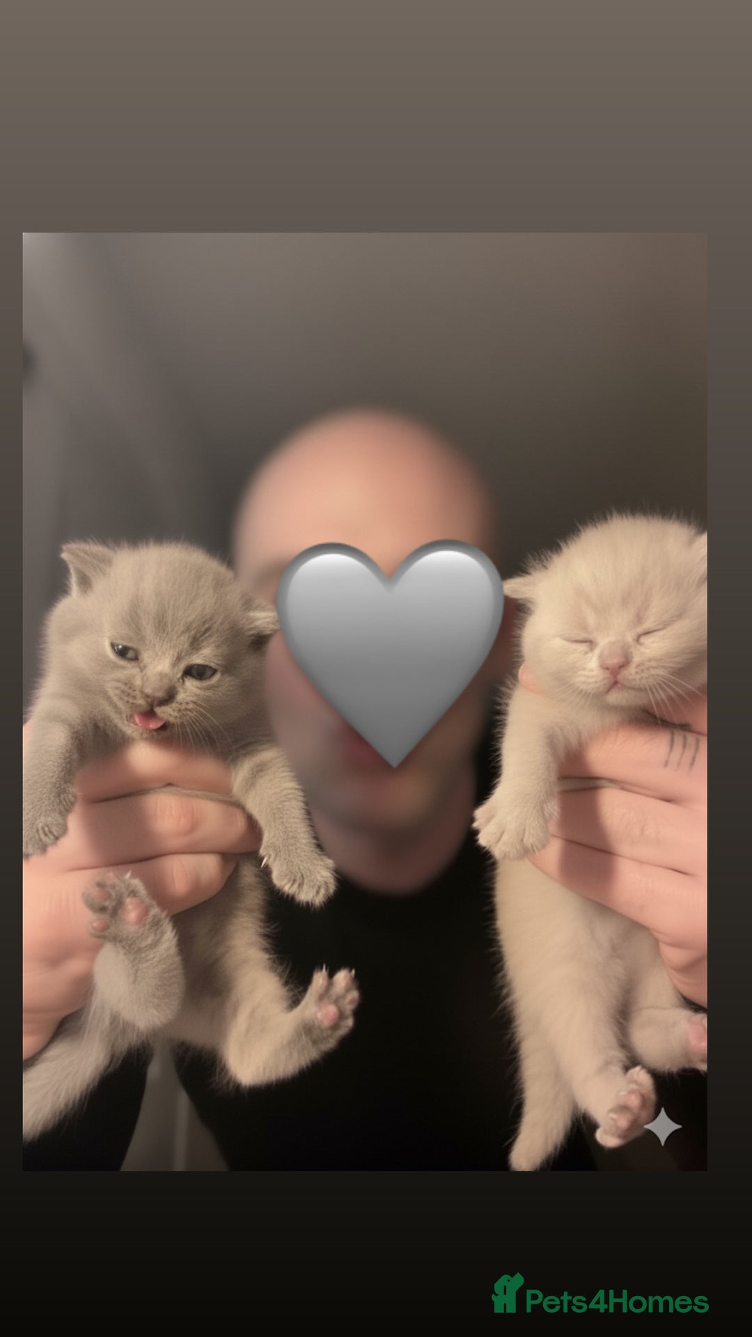 British Shorthair cats for sale: 3 beautiful British Shorthair Kittens  - Advert 9