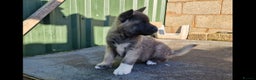 Akita dogs for sale: Adorable American akita puppys - Advert 10