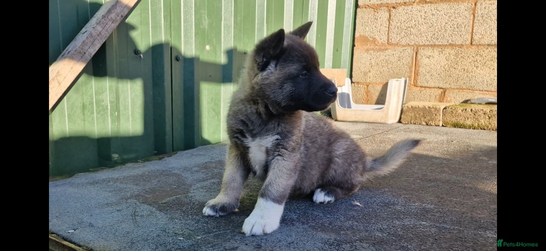 Akita dogs for sale: Adorable American akita puppys - Advert 10