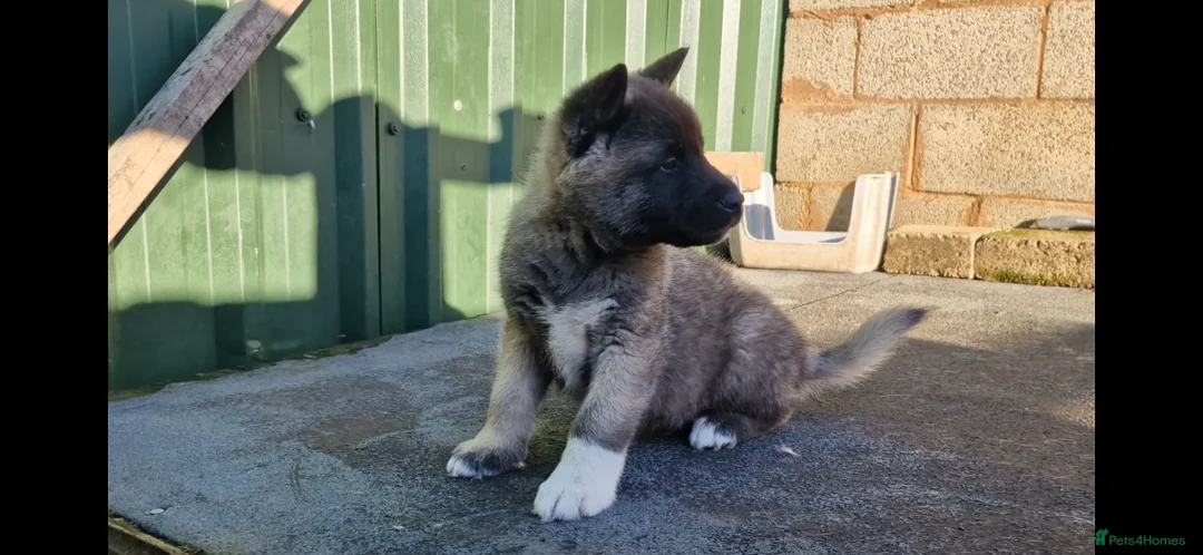 Akita dogs for sale: Adorable American akita puppys - Advert 10