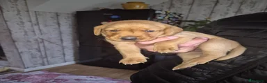 Red fox Labrador Puppy 2
