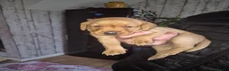Labrador Retriever dogs for sale: Redfox Labrador  in Wigton - Advert 3