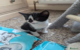 Mixed Breed cats for sale: Kitten - Image 14
