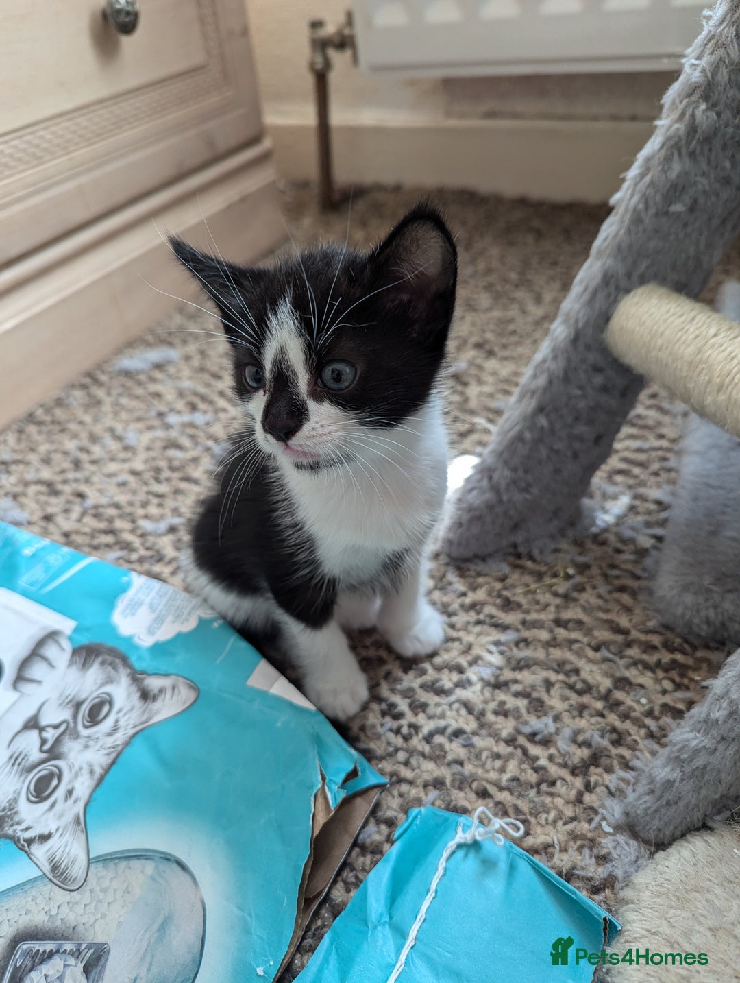 Mixed Breed cats for sale: Kitten - Image 14