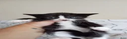 Mixed Breed cats for sale: Kitten  - Advert 16