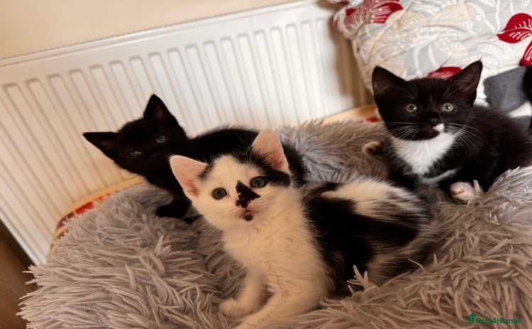 Domestic Shorthair cats - Advert 1