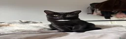 Mixed Breed cats for sale: rescue kittens for a loving home  - Advert 4