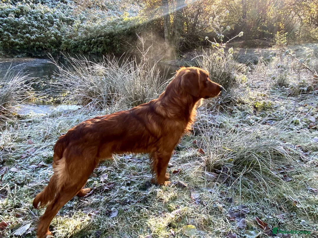 Golden Retriever dogs for stud: STUNNING RED STUD DOG, FULLY HEALTH TESTED in Bristol - Advert 10