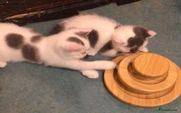 British Shorthair cats for sale: Fabulous mini Dad boy! GCCF IGrCh, GrCh & Ch lines - Image 10