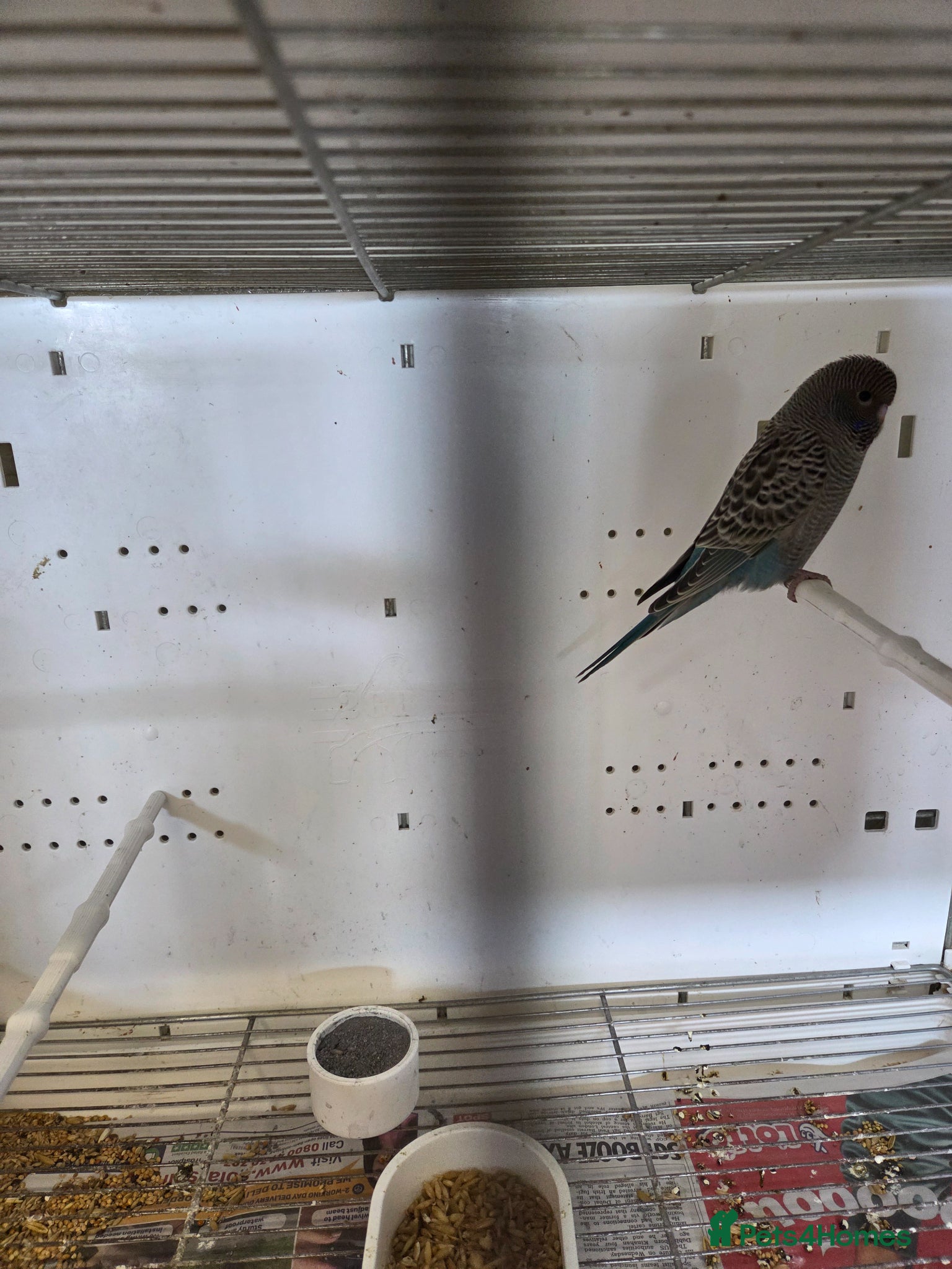 Budgerigars birds Semi tame budgies new stock - Advert 2
