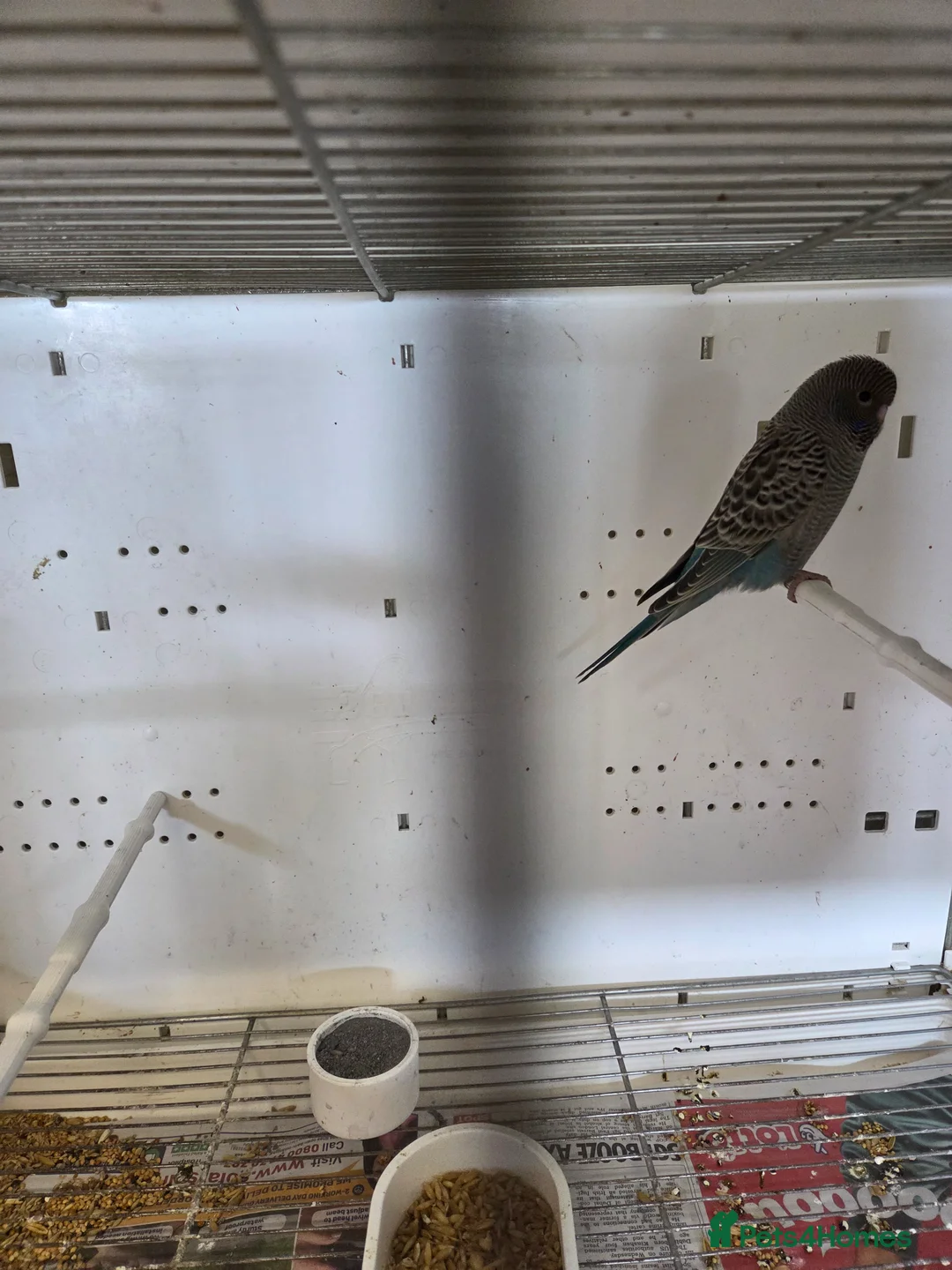 Budgerigars birds for sale: Semi tame budgies new stock - Advert 2