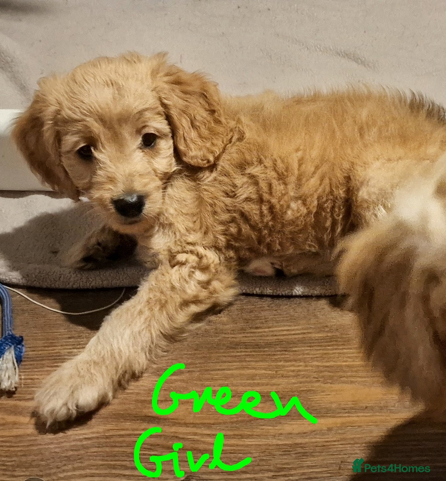 Mini Goldendoodle dogs Miniature Goldendoodle Puppy F1B - Advert 2