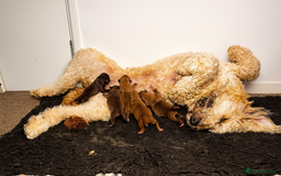 Mixed Breed dogs for sale: St berdoodle x Labrador puppies for forever homes  - Image 11
