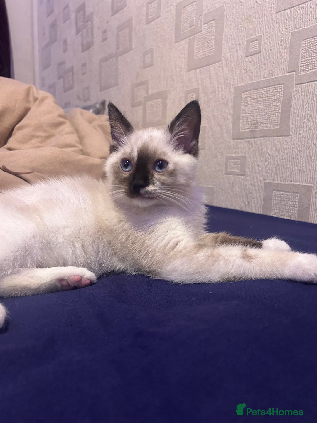 Ragdoll cats for sale: 2 ragdoll siblings for sale  - Image 4