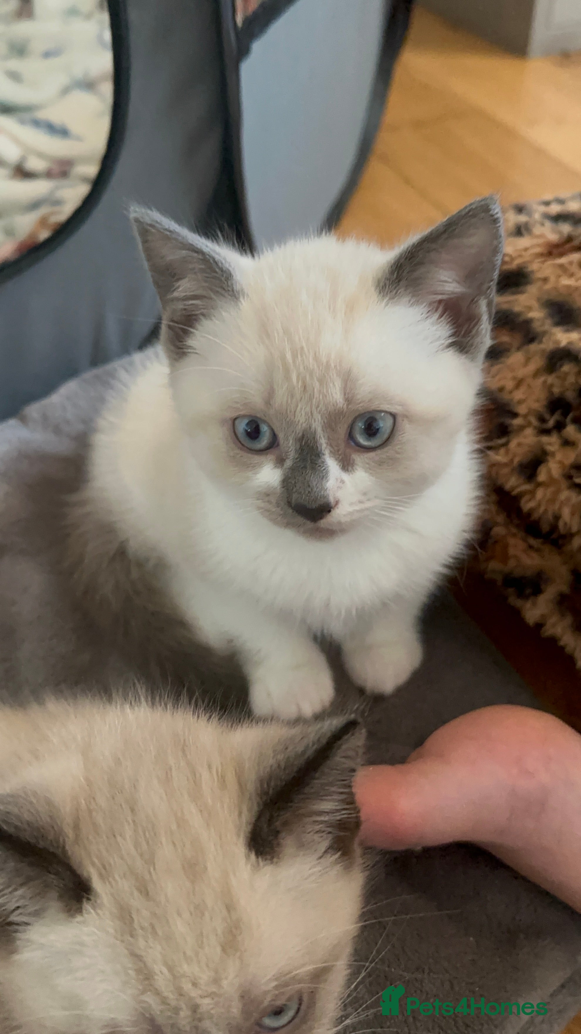 Ragdoll cats Ragdoll mix - Advert 11