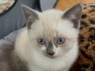 Ragdoll cats Ragdoll mix - Advert 5