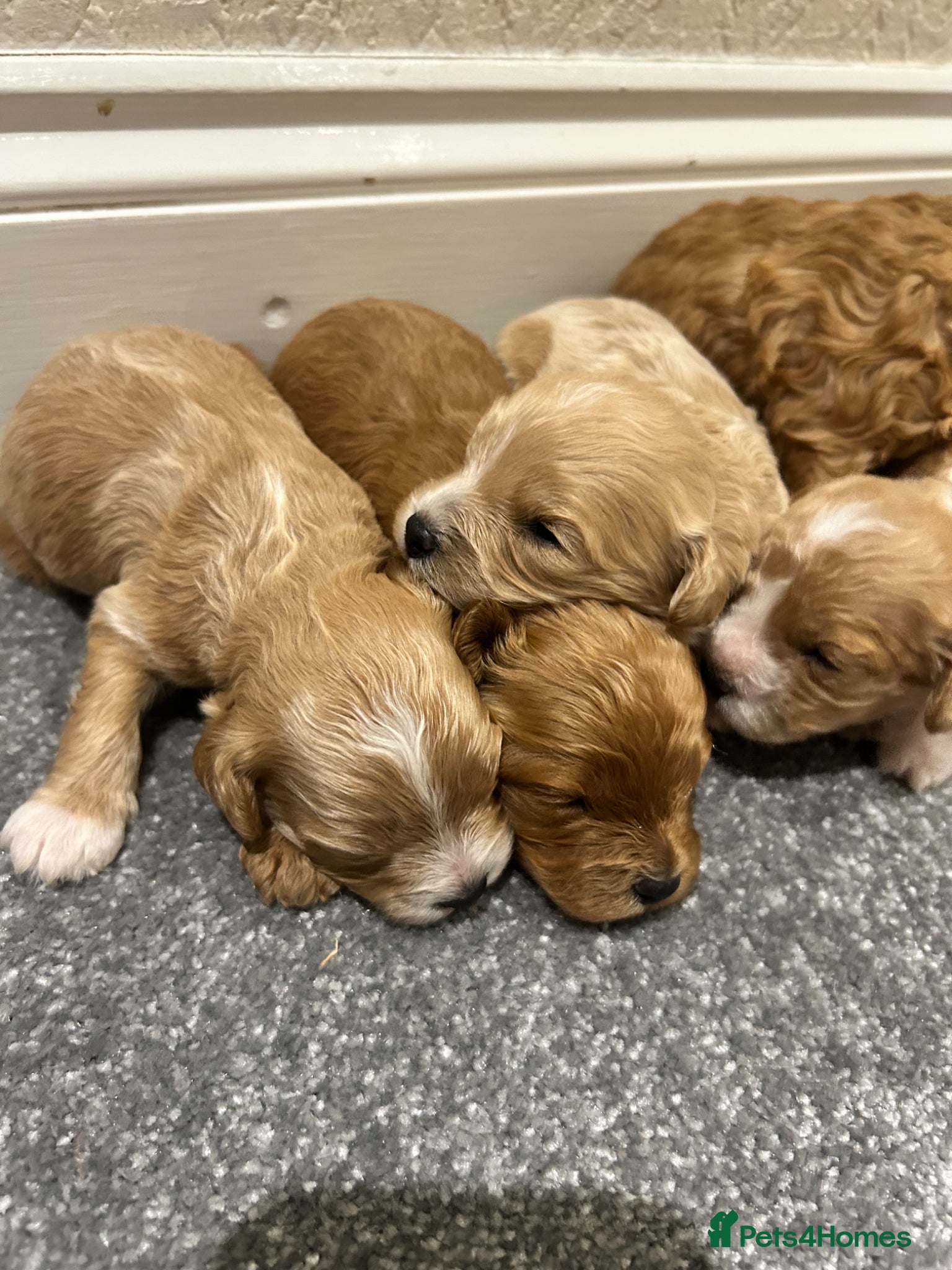 Cavapoo dogs for sale: OUTSTANDING CAVAPOO PUPPIES  - Advert 4