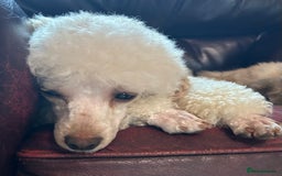 Toy Poodle dogs for sale: Toy poodle puppies ready now. Aberdeenshire - Image 17