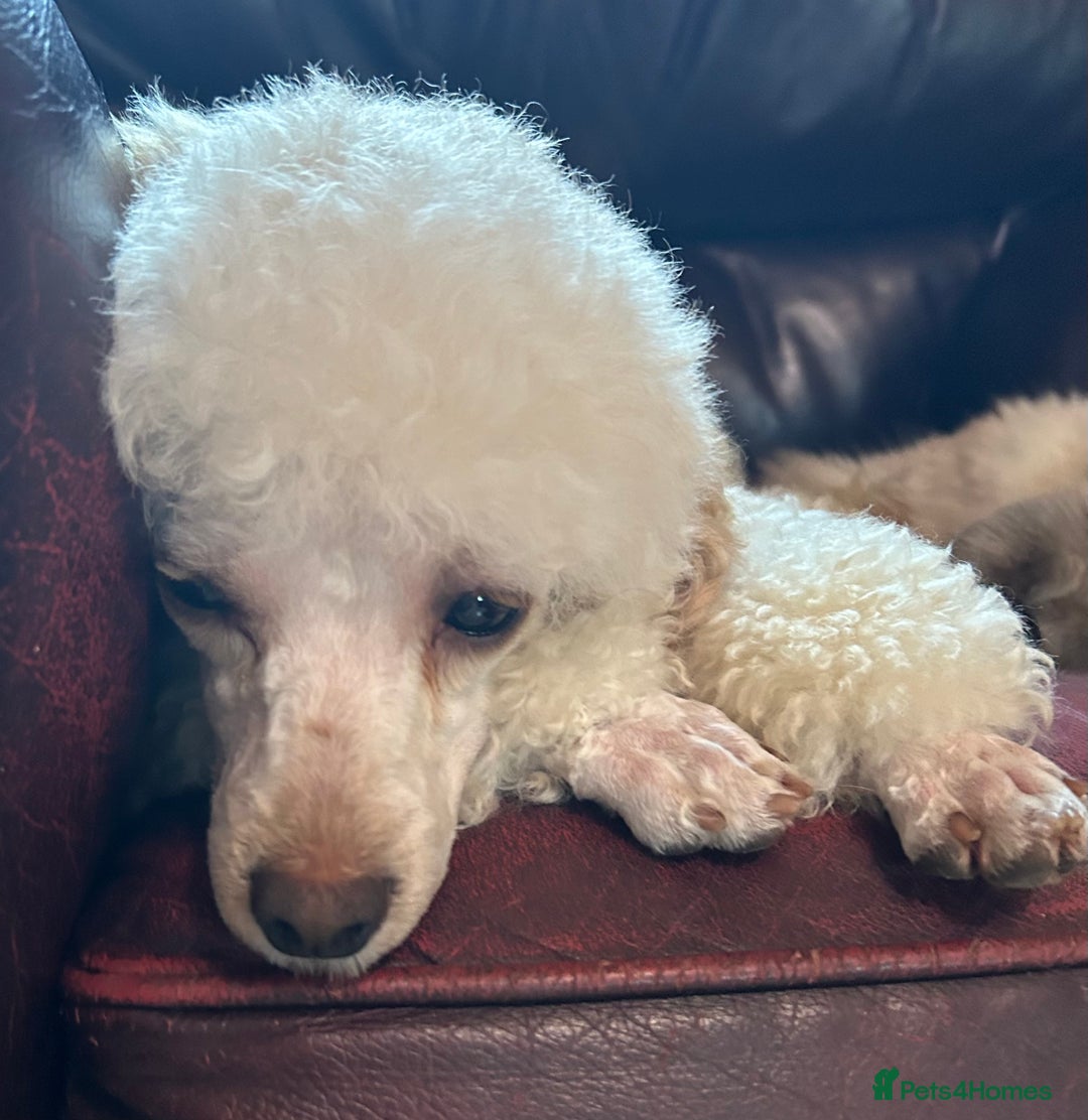 Toy Poodle dogs for sale: Toy poodle puppies ready now. Aberdeenshire - Image 17