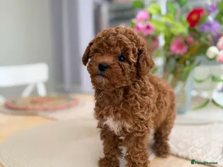 Cavapoo dogs READY NOW Premium Toy F1BB Teddy cavapoo - Advert 1