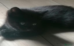 Mixed Breed cats for sale: Kittens - Image 2