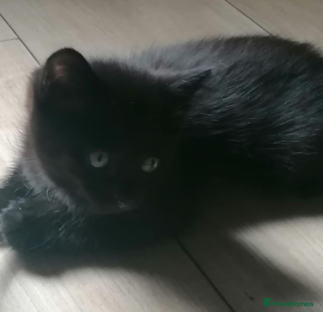 Mixed Breed cats for sale: Kittens - Image 2