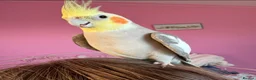 Cockatiels birds for sale: Pair of cockatiels  - Advert 4