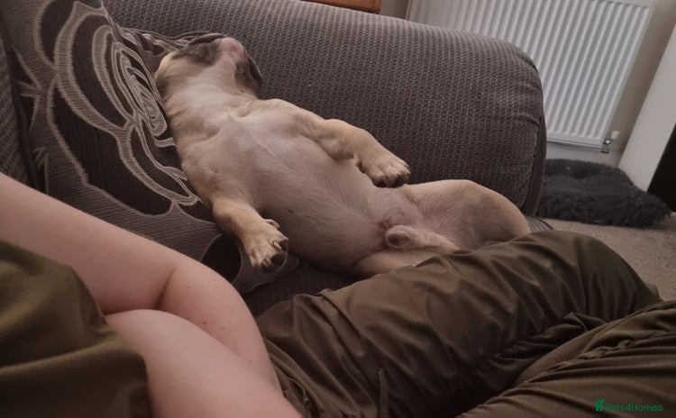 French Bulldog dogs - Advert 1
