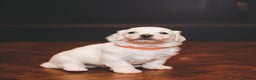 Maltipoo dogs for sale: BEST IN CLASS - F2 MALTIPOO PUPPIES - Advert 10