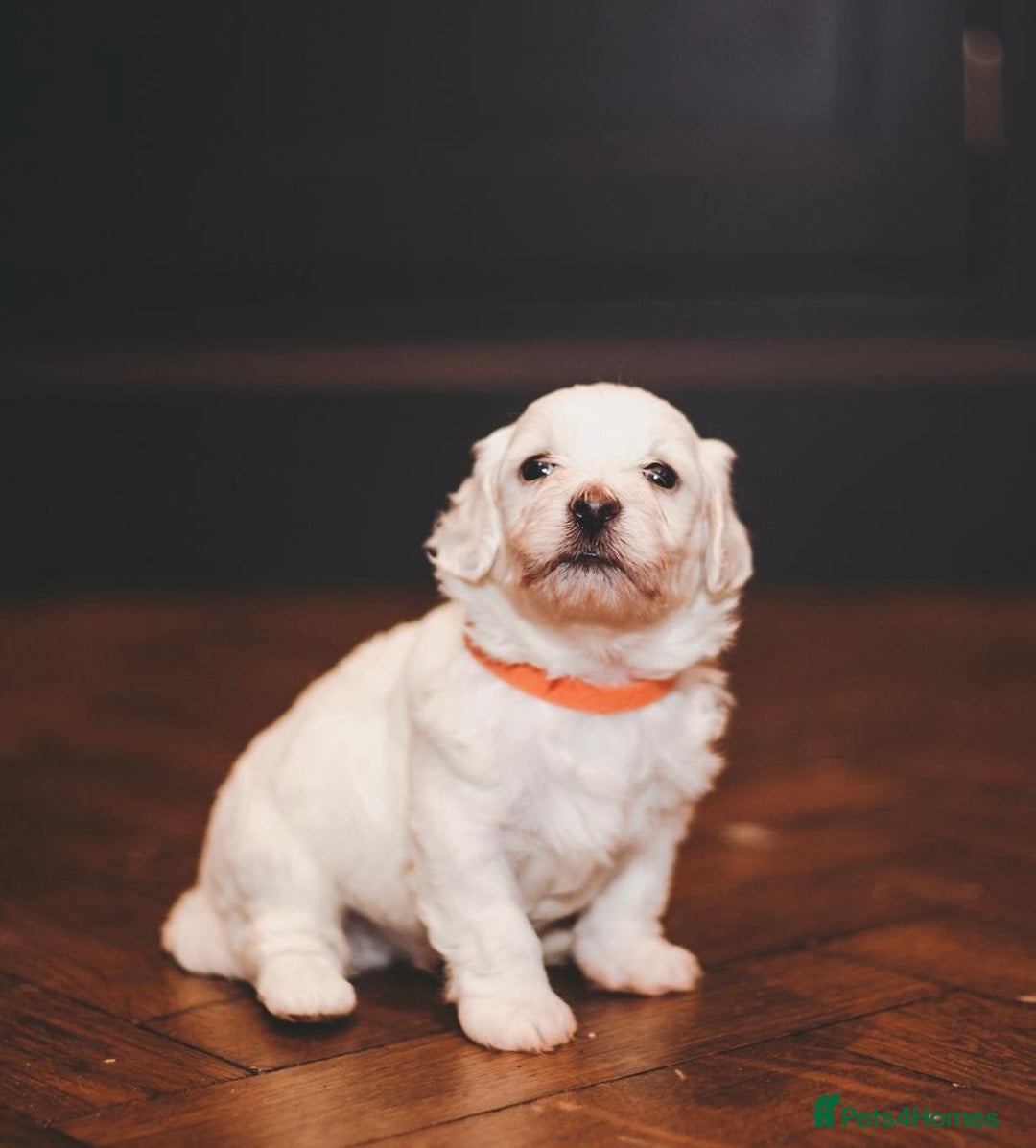 Maltipoo dogs for sale: BEST IN CLASS - F2 MALTIPOO PUPPIES - Advert 10