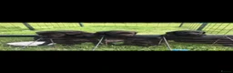 Labrador Retriever dogs for sale: Fantastic Labrador Pups - Advert 8