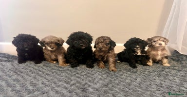 Cockapoo dogs 🐶6 F1 Cockerpoo Pups – Merles & Black/White 🐶 - Advert 2