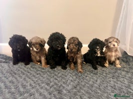 Cockapoo dogs 🐶6 F1 Cockerpoo Pups – Merles & Black/White 🐶 - Advert 2