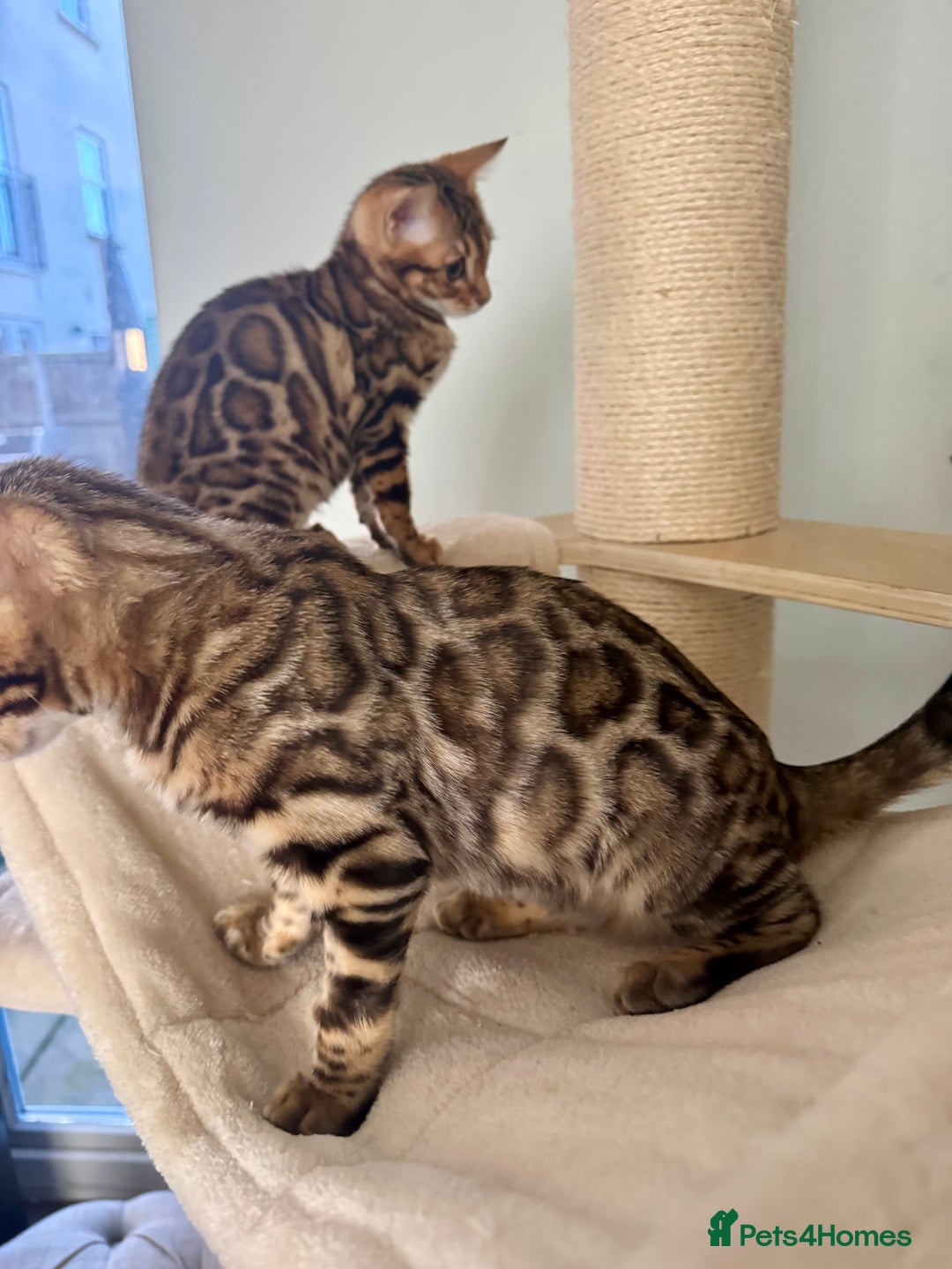Bengal cats for sale: Stunning male Bengal  - Advert 11