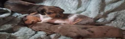 Miniature Dachshund dogs for sale: 2choc dapple boys available - Advert 7