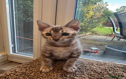 Bengal cats for sale: Beautiful Bengal Kittens Tica Registered 🌈🐾 - Image 8