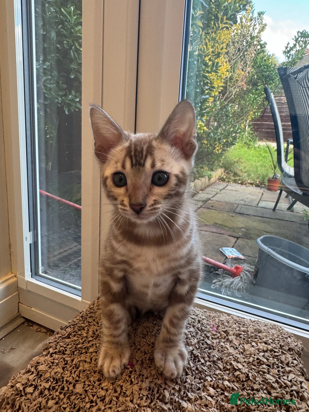 Bengal cats for sale: Beautiful Bengal Kittens Tica Registered 🌈🐾 - Image 8