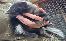 Ferret rodents for sale: One female black and white skunk available  in Ripley - Image 4