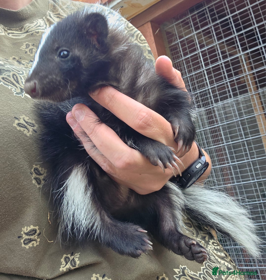 Ferret rodents for sale: One female black and white skunk available  in Ripley - Image 4